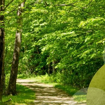 Programa "Floresta Ativa" para apoio financeiro aos proprietários florestais para limpeza dos seus terrenos e outras operações