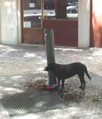 Vila da Batalha contará com recinto canino destinado às necessidades dos animais