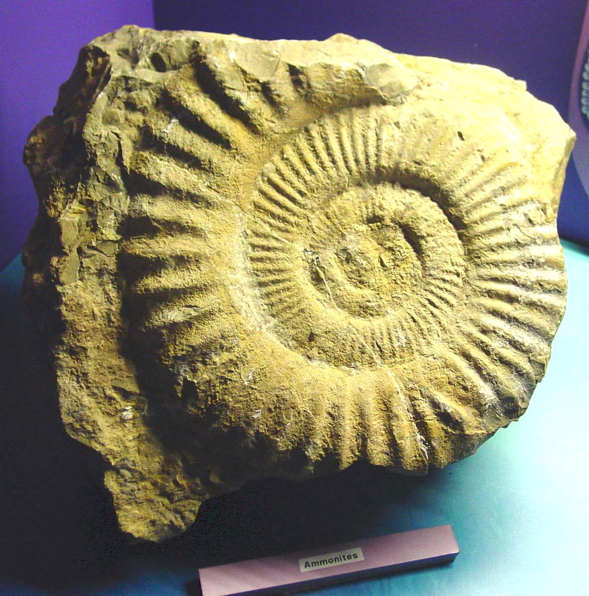  "Fósseis do Mesozóico" em exposição na Batalha