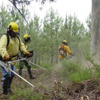 Já se iniciaram os trabalhos de limpeza da floresta e de aquisição de equipamentos de combate aos incêndios