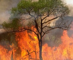 Plano Municipal de Defesa da Floresta Contra Incêndios da Batalha